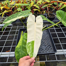 Load image into Gallery viewer, Philodendron Jose Buono, Exact Plant Variegated Ships Nationwide