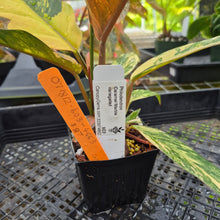 Load image into Gallery viewer, Philodendron Caramel Marble, Exact Plant Variegated Ships Nationwide