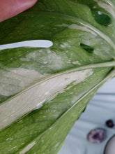 Load image into Gallery viewer, Thai Constellation, Exact Plant, variegated Monstera