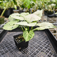 Load image into Gallery viewer, Syngonium Green Splash, Exact Plant Variegated Ships Nationwide