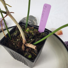 Load image into Gallery viewer, Philodendron Atabapoense 4" pot, Fedex 2day*