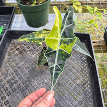 Load image into Gallery viewer, Alocasia Sanderiana Bull Aurea, Exact Plant Variegated