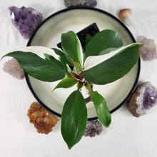 Load image into Gallery viewer, Philodendron White Knight Variegated 4" pot, Fedex 2 day*