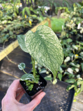 Load image into Gallery viewer, Monstera Deliciosa White Monster Variegated 2.5" Pot, Fedex 2 day*