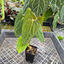 Load image into Gallery viewer, Anthurium Papillilaminum Fort Sherman X ( FS X Ralph Lynam), Ships Nationwide