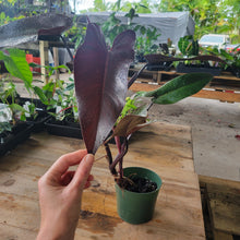 Load image into Gallery viewer, Philodendron Majesty, Exact Plant Ships Nationwide