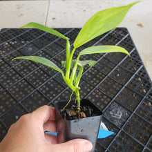 Load image into Gallery viewer, Philodendron Hastatum Silver Sword, Exact Plant Variegated Ships Nationwide