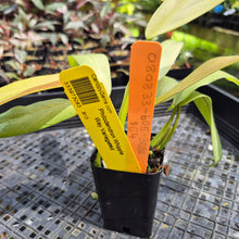 Load image into Gallery viewer, Philodendron Whipple Way Variegated exact plant, Fedex 2day*