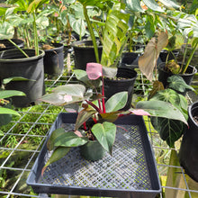 Load image into Gallery viewer, Philodendron Pink Princess, Exact Plant Variegated Ships Nationwide
