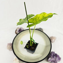 Load image into Gallery viewer, Alocasia Gageana Aurea, Exact Plant Variegated