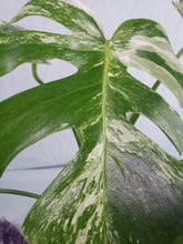 Load image into Gallery viewer, Borsigiana Albo, Exact Plant, variegated Monstera