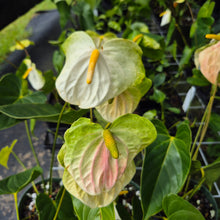 Load image into Gallery viewer, Anthurium White Obake 'Tropic Ice' 6" pot, Fedex 2day