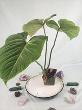 Load image into Gallery viewer, Philodendron Gloriosum, Pink Veined Back, Exact Plant