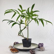 Load image into Gallery viewer, Philodendron Quercifolium, Exact Plant Ships Nationwide