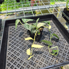 Load image into Gallery viewer, Scindapsus Mayari Variegated exact plant, Fedex 2day*