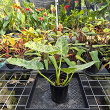 Load image into Gallery viewer, Philodendron Giganteum, Exact Plant Variegated Ships Nationwide