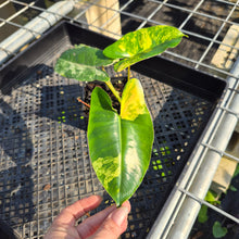Load image into Gallery viewer, Philodendron Burle Marx, Exact Plant Variegated Ships Nationwide