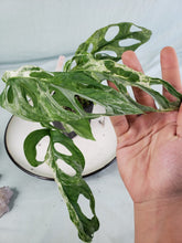 Load image into Gallery viewer, Adansonii Mint Indonesia, exact plant, Monstera, ships nationwide