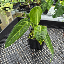 Load image into Gallery viewer, Anthurium Warocqueanum, Queen exact plant, Fedex 2day*