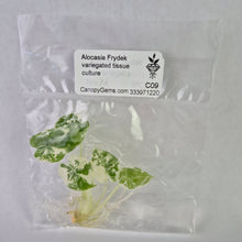 Load image into Gallery viewer, Alocasia Frydek variegated tissue culture 2DayAir