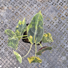 Load image into Gallery viewer, Alocasia Sedenii Aurea Variegated, Exact Plant Ships Nationwide