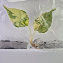 Load image into Gallery viewer, Alocasia Azlanii variegated tissue culture 2DayAir