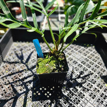 Load image into Gallery viewer, Philodendron Tortum, Exact Plant Wide Form