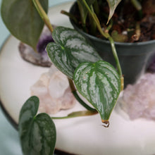 Load image into Gallery viewer, Philodendron Brandtianum 4" pot, Fedex 2day*