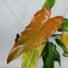 Load image into Gallery viewer, Philodendron Orange Marmalade, Autumn Queen 6" pot, Fedex 2 day*