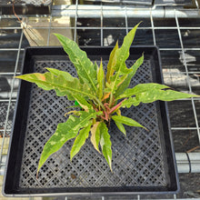 Load image into Gallery viewer, Philodendron Ring Of Fire, Exact Plant Variegated Ships Nationwide