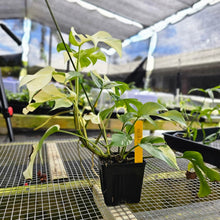 Load image into Gallery viewer, Rhaphidophora Tetrasperma Albo, Exact Plant Variegated Ships Nationwide