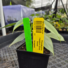 Load image into Gallery viewer, Philodendron Hastatum Silver Sword, Exact Plant Variegated Ships Nationwide