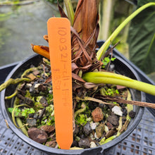 Load image into Gallery viewer, Anthurium Papillilaminum Fort Sherman exact plant, Fedex 2day*