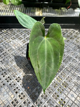 Load image into Gallery viewer, Anthurium Papillilaminum Fort Sherman 2.5" pot, Fedex 2day*