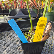 Load image into Gallery viewer, Philodendron Gloriosum, Pink Veined Back, Exact Plant Ships Nationwide