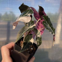 Load image into Gallery viewer, Alocasia Polly Snowflake Pink variegated exact plant, Fedex 2day*