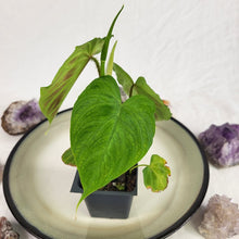 Load image into Gallery viewer, Philodendron Verrucosum 2.5" Pot, Fedex 2 day*