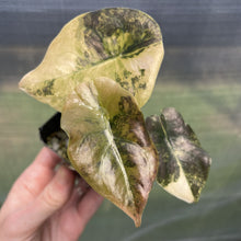 Load image into Gallery viewer, Alocasia Cuprea Golden Latte Variegated exact plant, Fedex 2day*