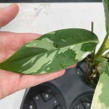 Load image into Gallery viewer, Philodendron Wend Imbe Variegated exact plant, Fedex 2day*