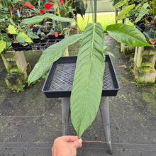 Load image into Gallery viewer, Anthurium Spectabile exact plant, Fedex 2day*