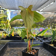 Load image into Gallery viewer, Anthurium Papillilaminum Fort Sherman X ( FS X Ralph Lynam) 4" pot, Fedex 2day*