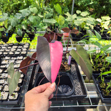 Load image into Gallery viewer, Philodendron Pink Princess Variegated exact plant, Fedex 2day*