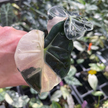 Load image into Gallery viewer, Alocasia Heart Balloon pink variegated 2.5" pot, Fedex 2day*