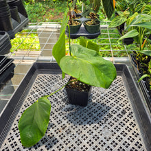 Load image into Gallery viewer, Anthurium Warocqueanum x Noid exact plant, Fedex 2day*