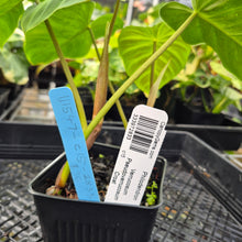 Load image into Gallery viewer, Philodendron Verrucosum Pseudoverrucosum Croat , Exact Plant Ships Nationwide