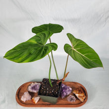 Load image into Gallery viewer, Philodendron Gloriosum, Pink Veined Back 4" pot, Fedex 2day*