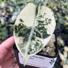 Load image into Gallery viewer, Alocasia Ninja Albo, Variegated 2.5" pot, Fedex 2day*