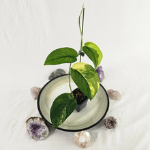 Load image into Gallery viewer, Scindapsus Jade Satin Aurea, Exact Plant Variegated Ships Nationwide