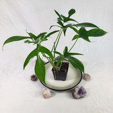 Load image into Gallery viewer, Philodendron Quercifolium x Pedatum 4" pot, Fedex 2day*