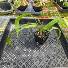 Load image into Gallery viewer, Anthurium Vittarifolium , Exact Plant Variegated Ships Nationwide
